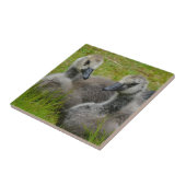 組のベビーのカナダのガチョウのがちょうの子のタイル タイル (側面)