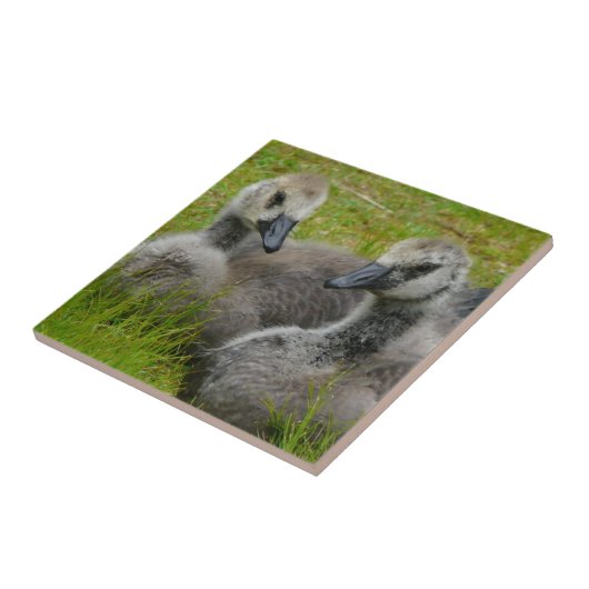組のベビーのカナダのガチョウのがちょうの子のタイル タイル (側面)