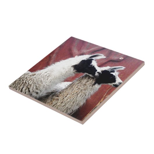 組のラマ タイル (側面)