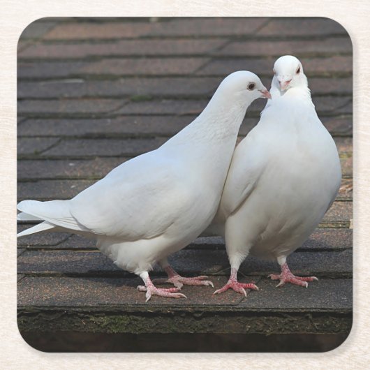 組の白い鳩 スクエアペーパーコースター (正面)