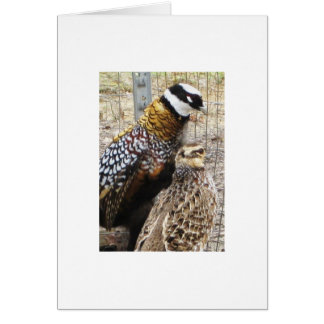 組のReevesのキジ