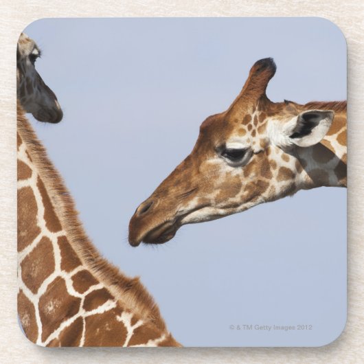組のReticulatedキリン(Giraffa) コースター (正面)