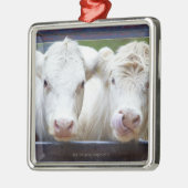 組のtrailorを食べ物を与えることの若く白い牛 メタルオーナメント (左)