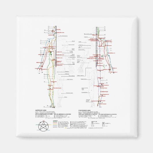 経絡の図 マグネット (正面)