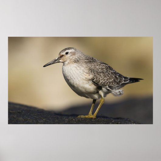 結びのポートレート ポスター (正面)