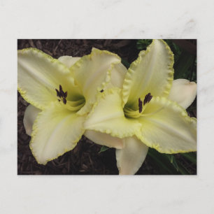 結婚のバンド – Daylily ポストカード