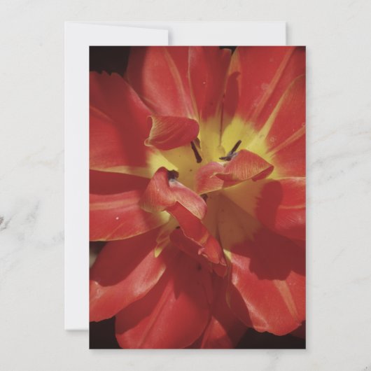 結婚式招待状、植物写真 招待状 (裏面)