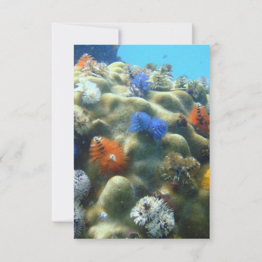 結婚式招待状 |水中ビュー日付を保存 セーブザデート (裏面)