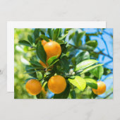 結実性オレンジの木 サンキューカード (正面/裏面)