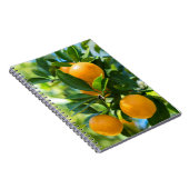 結実性オレンジの木 ノートブック (右側)