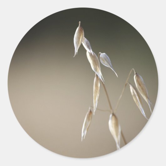 結実性野生のOatエンベロープシーラー ラウンドシール (正面)