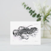 結核性脛骨 ポストカード (スタンド正面)