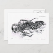 結核性脛骨 ポストカード (正面/裏面)