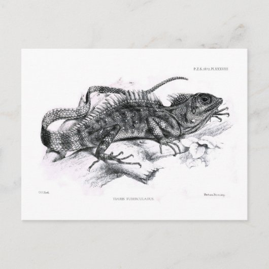 結核性脛骨 ポストカード (正面)