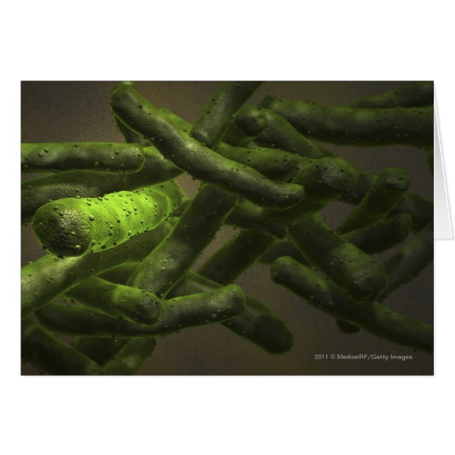 結核菌の細胞 (正面横)