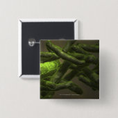 結核菌の細胞 缶バッジ (正面&裏面)