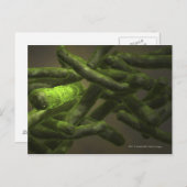 結核菌細胞 ポストカード (正面/裏面)