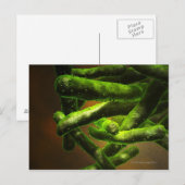 結核菌 ポストカード (正面/裏面)