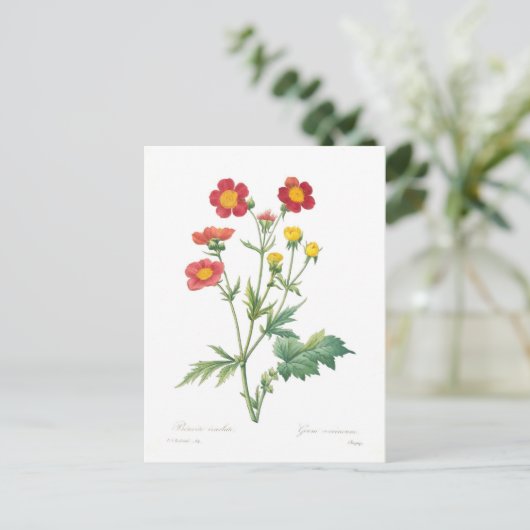 結腸管 ポストカード (スタンド正面)