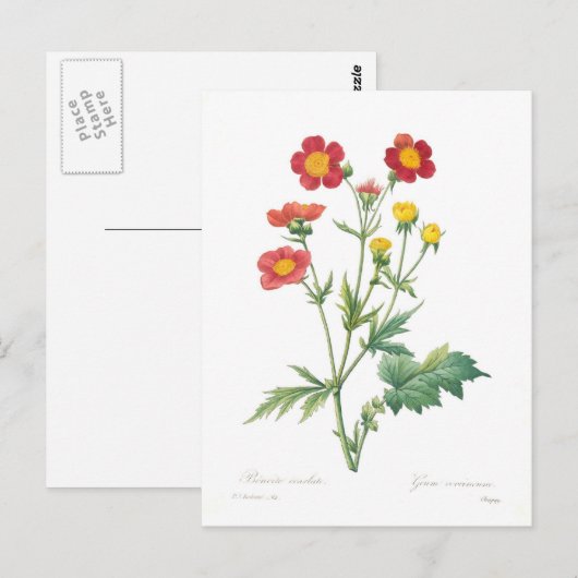 結腸管 ポストカード (正面/裏面)