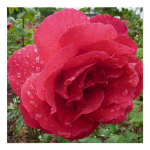結露の花のばら色の花愛運命のシャワー ポスター