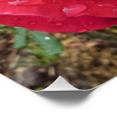 結露の花のばら色の花愛運命のシャワー ポスター (コーナー)