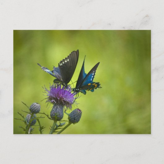 絡み合った ポストカード (正面)