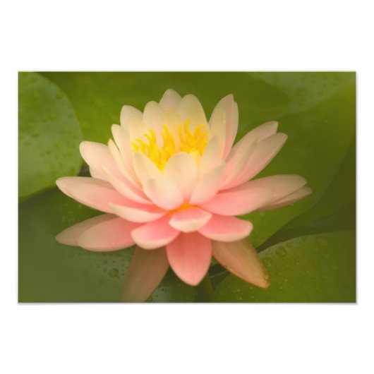 統一された州、メリーランド、ウェストミンスター、ユニオン フォトプリント            (正面)