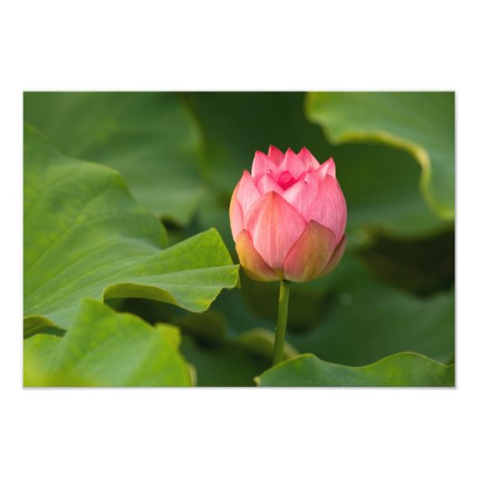 統一された州、ワシントン、Kenilworth フォトプリント (正面)