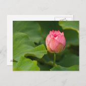 統一された州、ワシントン、Kenilworth ポストカード (正面/裏面)