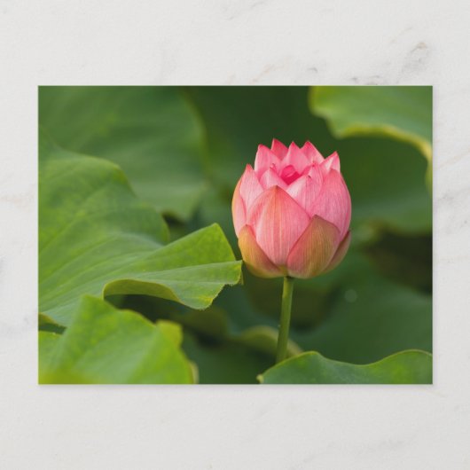 統一された州、ワシントン、Kenilworth ポストカード (正面)