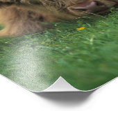 統一された王国、スコットランド。ハイランドカーフ フォトプリント            (角)