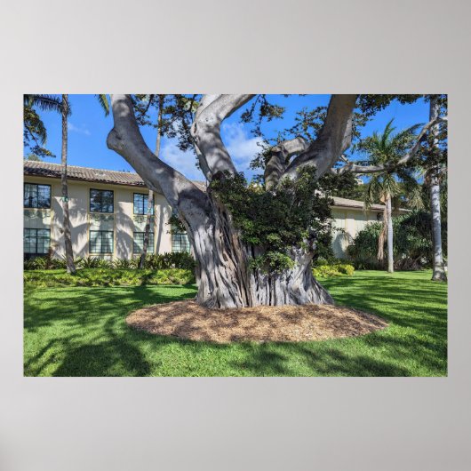 絵のように美しい木のポスター ポスター (正面)