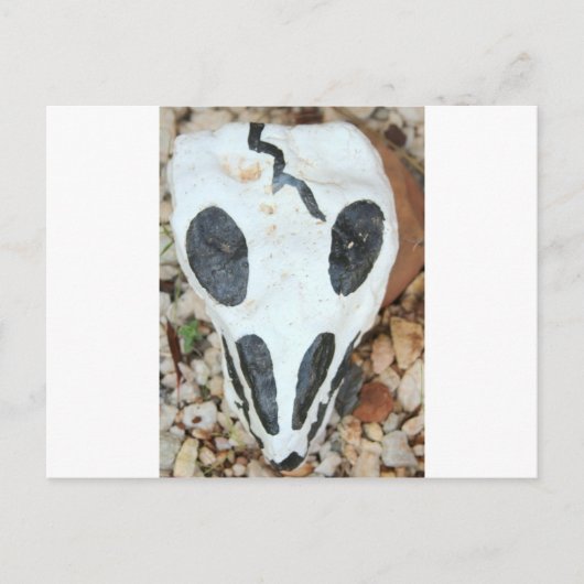 絵を描スカル ポストカード (正面)