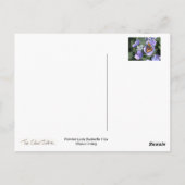 絵を描バタフライ姫1 ポストカード (裏面)