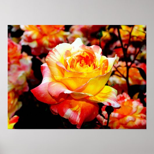 絵を描バラ ポスター (正面)