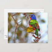 絵を描バンティング、美しいカラフル鳥 ポストカード (正面/裏面)