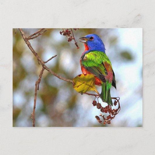絵を描バンティング、美しいカラフル鳥 ポストカード (正面)