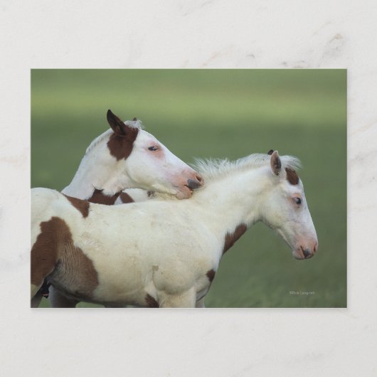 絵を描フォル遊ス ポストカード (正面)