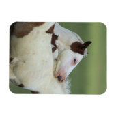 絵を描フォル遊ス マグネット (横)