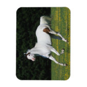 絵を描ランニング野の馬の マグネット (縦)