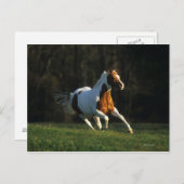 絵を描ランニング馬の速さ ポストカード (正面/裏面)