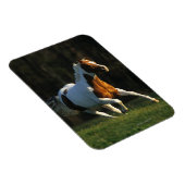 絵を描ランニング馬の速さ マグネット (右側)