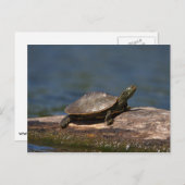 絵を描ログにカメ ポストカード (正面/裏面)