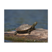 絵を描ログにカメ