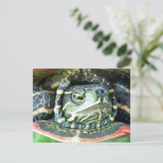 絵を描亀2 ポストカード (スタンド正面)