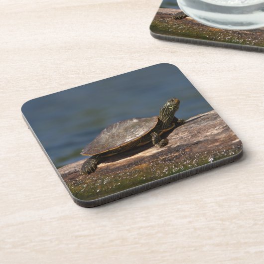 絵を描亀 コースター (左側)