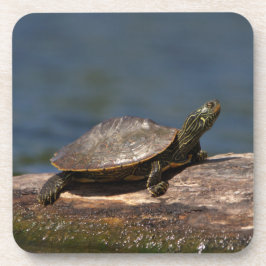 絵を描亀 コースター