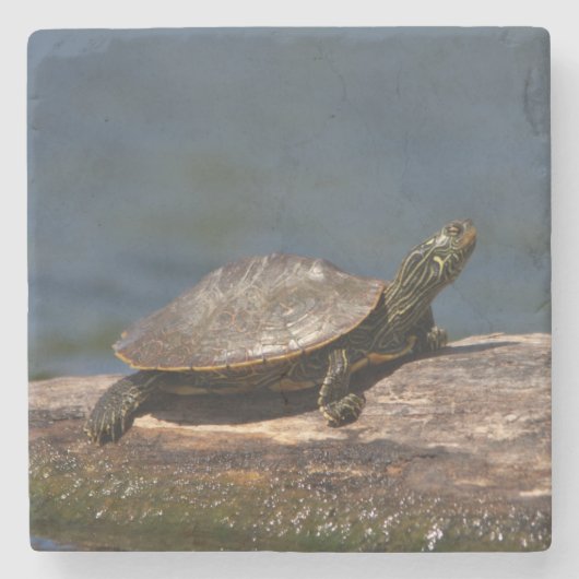 絵を描亀 ストーンコースター (正面)