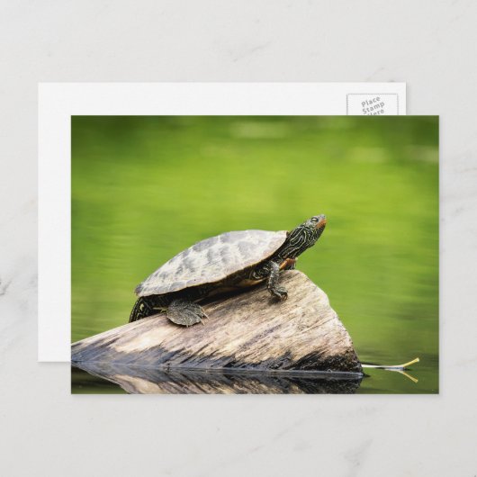 絵を描亀 ポストカード (正面/裏面)